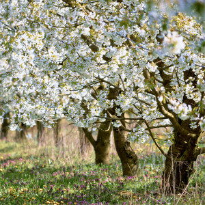 In the Middle of the Bloom by Yellow Cherry Jam