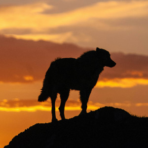 Lonesome Rider by Blues Patrol
