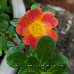 Clover by Sounds of Optimism, Deepesh Sanmal