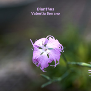 Dianthus by Valentia Serrano