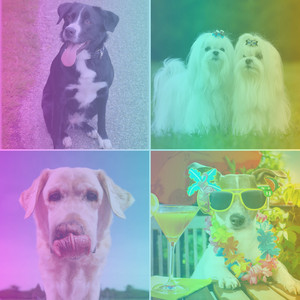 Tenor Sax Jazz - Background for Puppy Play Dates album
