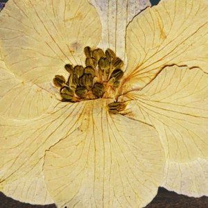 Oliveria - A Beautiful Person