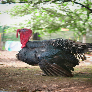 Queen Solarìa - Rest Actually Pretty