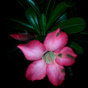 Dharmao - Ibu Pertiwi