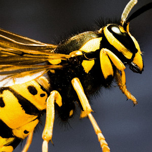 Acid Wasp by Mount XLR