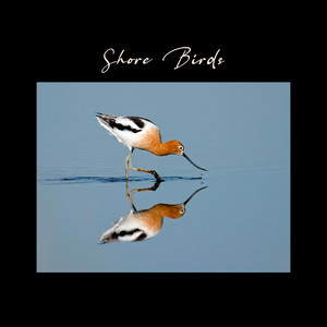 Shore Birds by Brady Lillie