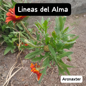 Lineas del Alma by Aronaxter