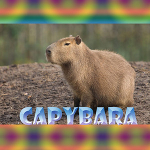Thais pereira vieira dos santos - Capybara