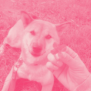 Background Music for Family Puppy album