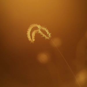 Dawn's Glow