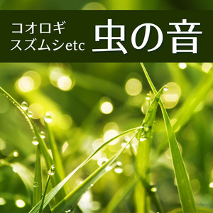 Listen to 森の中の自然音: 川のせせらぎと鳥のさえずり, リラックス