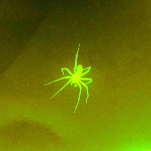spider by verbo