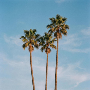 palm trees by PalandBeatz, Yiobe