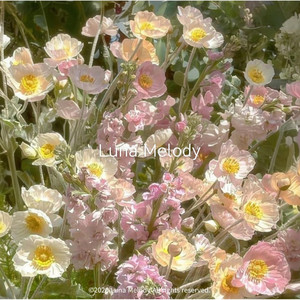 Luna Melody - 몽환의 꽃밭 G