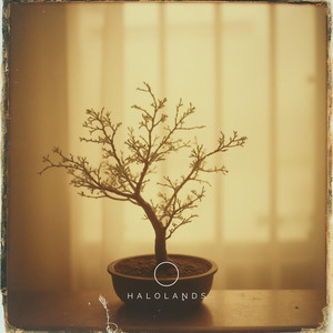 Bonsai by Nihoro