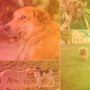 Pulsating Bgm for Happy Pups album