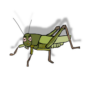 grasshopper rock
