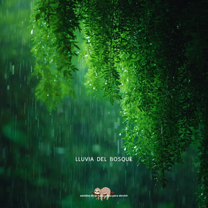 Lluvia del Bosque
