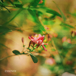 Essence by Aspen Heights