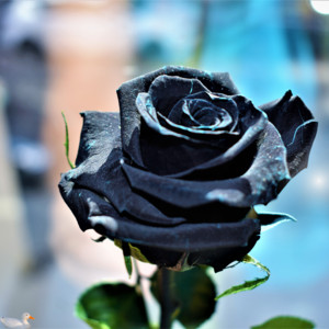 ri-ri - Black Rose