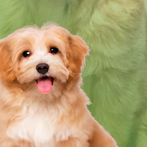 Late Pra Cachorro - Cachorro Fofinho