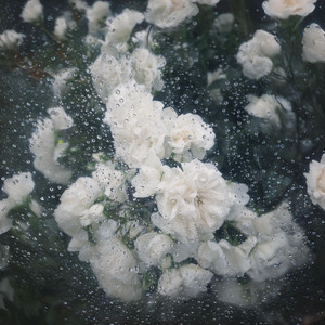 雨·庭·花(Rain Garden Bloom) by 春野杉卉