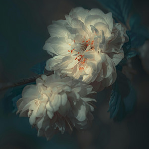 Where White Meets Teal by Lucie Dubois