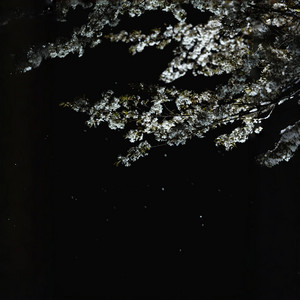 月影 ～ Moonlit Vow by 春野杉卉