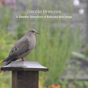 Gentle Breezes: A Slumber Symphony of Rain and Bird Songs album