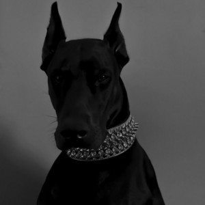 Rich Dog by The808Wizrd