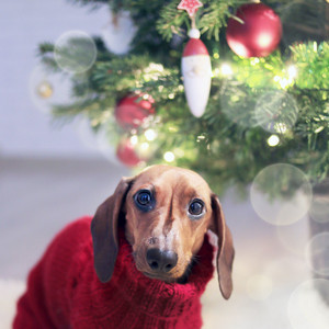 36 Santa's Favorites: Magical Songs for Christmas 2019 album