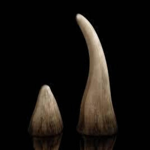 Rhino Horns by Dj Zero D