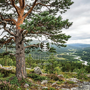 sylvestris by BluForest