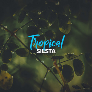 # 1 Album: Tropical Siesta album