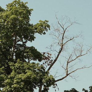 Mourning Doves by Connor Elgie
