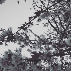 You Are Like a White Rose in a Garden Full of Flowers by Unending Melody