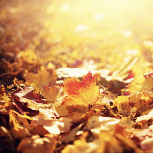 Fall by Doctor Flake, Mr Yaz