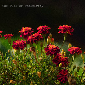The Pull of Positivity by Narel Ossa
