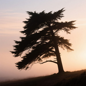 Cedar Morning Sway by RUSLIZAR
