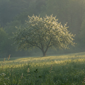 Garden Before Dawn by Novalight