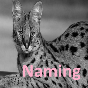 Naming