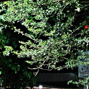 Kangaru - Meri Mahiya Sanam Janam