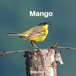 Mango by Rututeo Tym