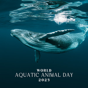 World Aquatic Animal Day 2023: Underwater Sounds with Instrumental Melodies
