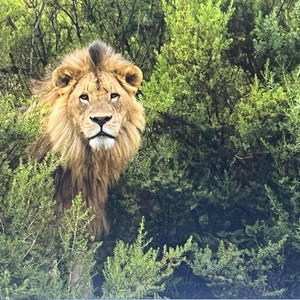 The Lion Sleeps Tonight by James Mick Nolan