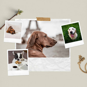 Warm Tenor Sax Jazz - Background for Puppy Sleep Zone album