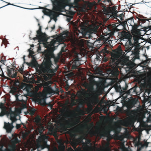 Ascent by Connor Elgie