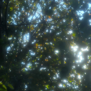 Looking up at Trees by RealLiveAnimals