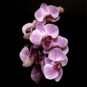 Christina Navarro - Strange & lovely