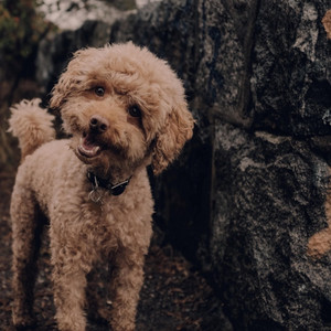 GeniusVybz - That's Just My Baby Dog